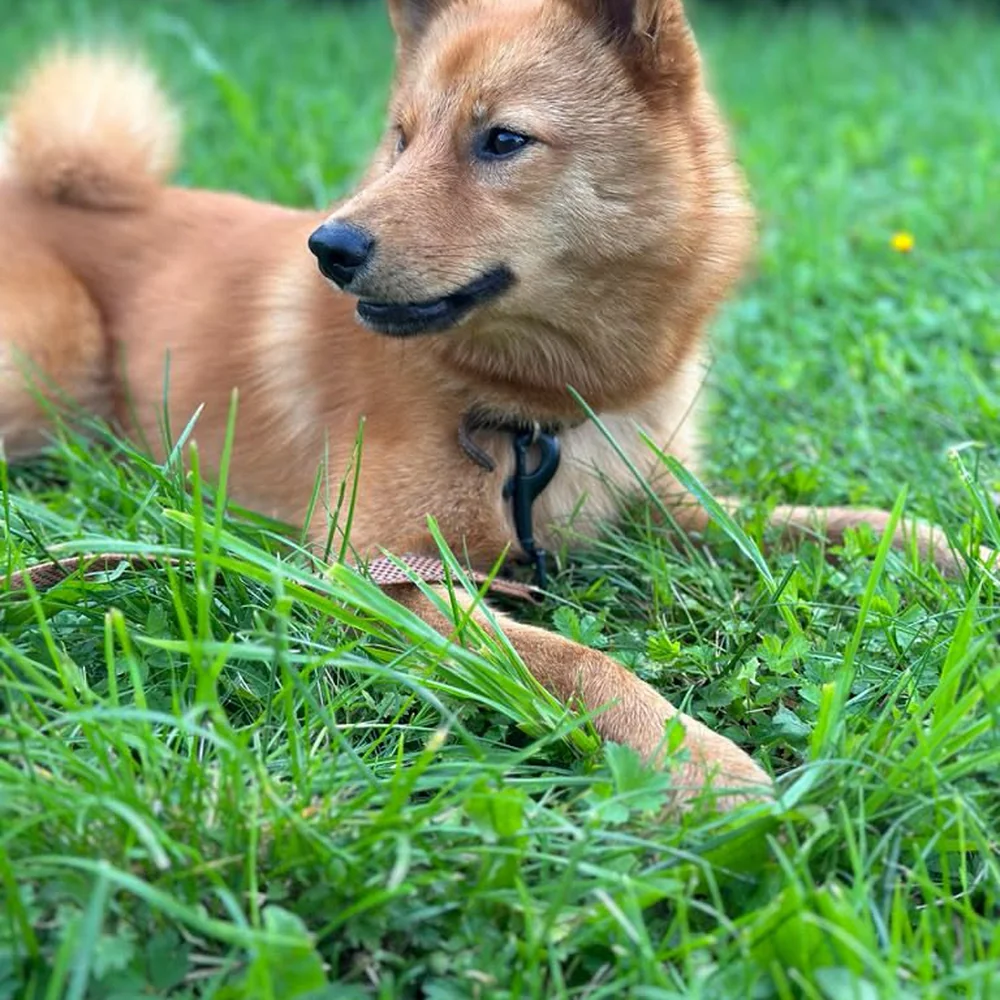 Šiba inu pēc kopšanas